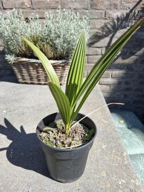 Trachycarpus fortunei