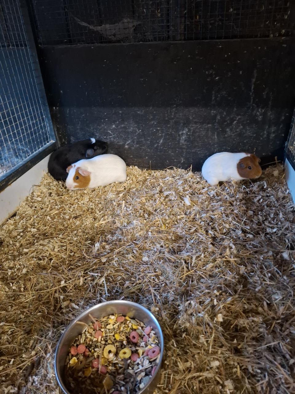 Ruime keuze uit cavia's