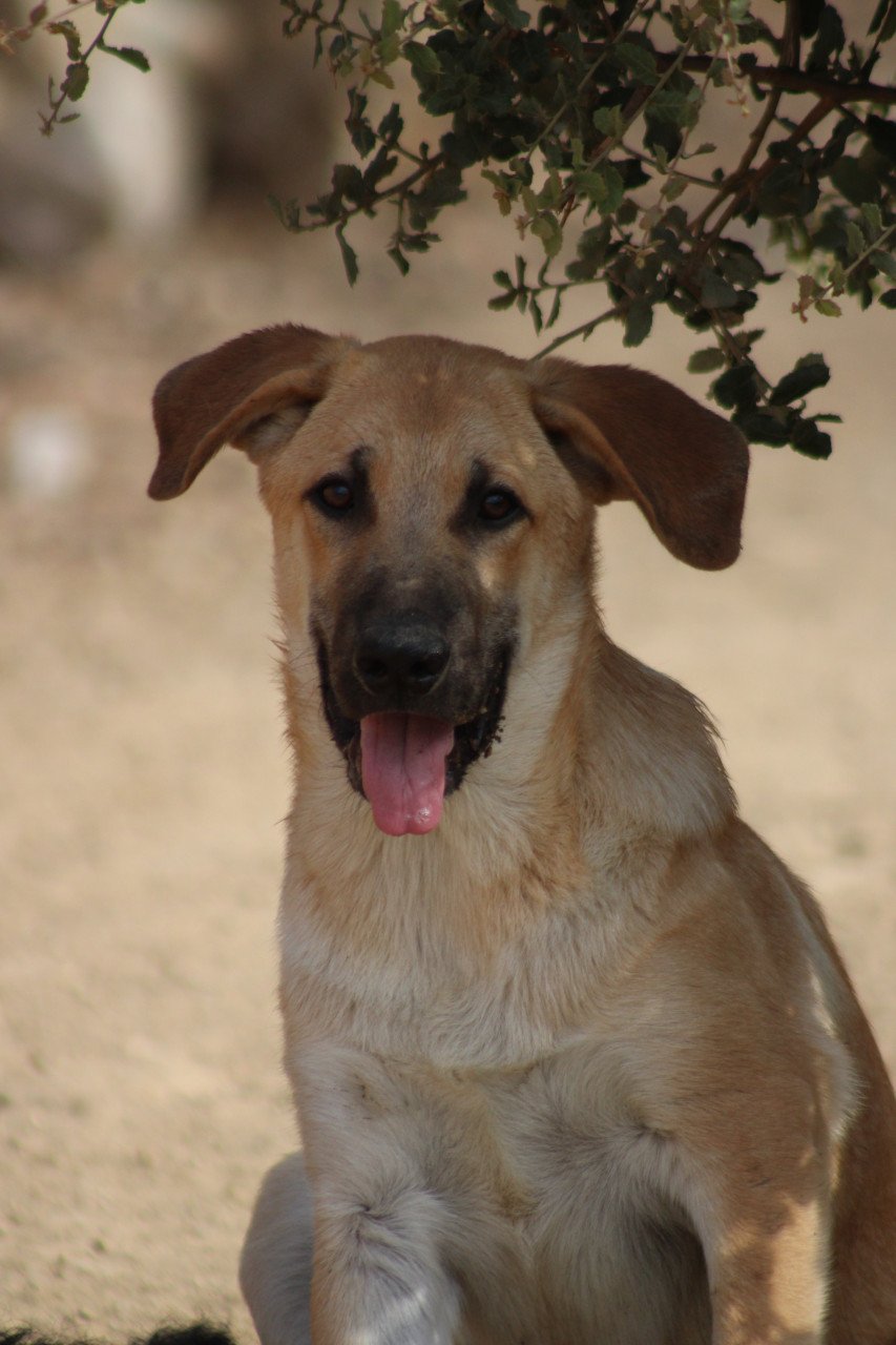 Alora Dog Rescue: Paco, speels, ondeugend en vrolijk