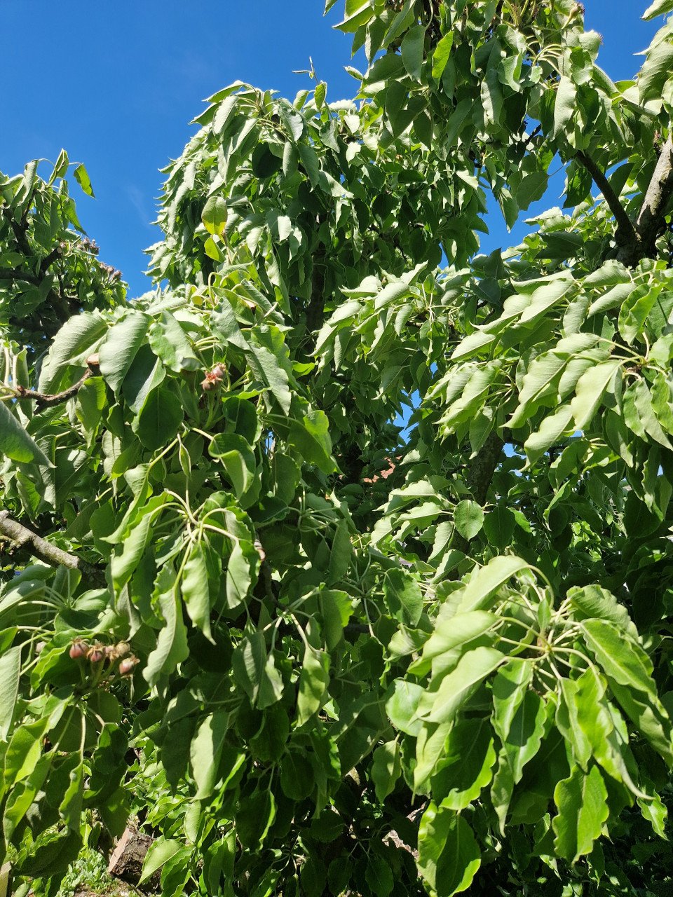 Oude fruitboom te koop stoofpeer