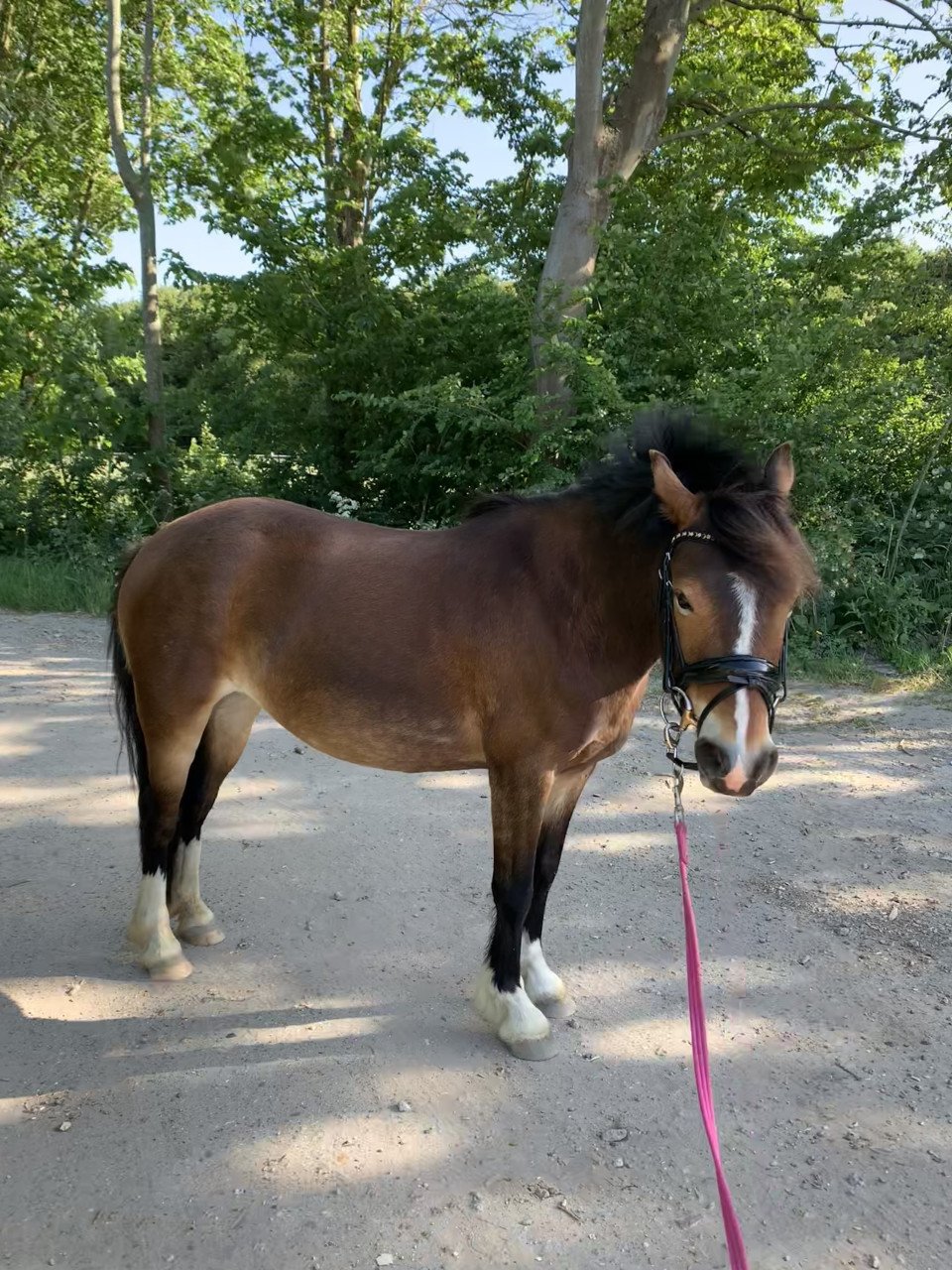 Welsh c pony
