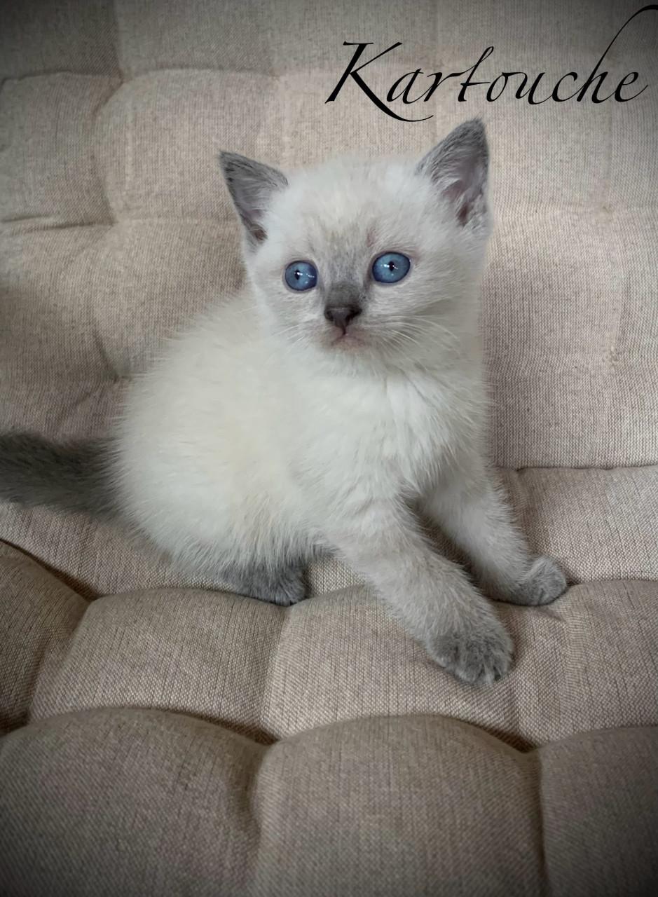 Brits Korthaar kitten blue point