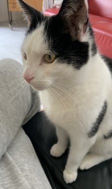 Wie heeft Toef, onze kater gezien?