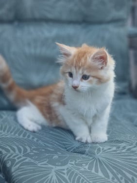 Te koop mooie Maine Coon kittens