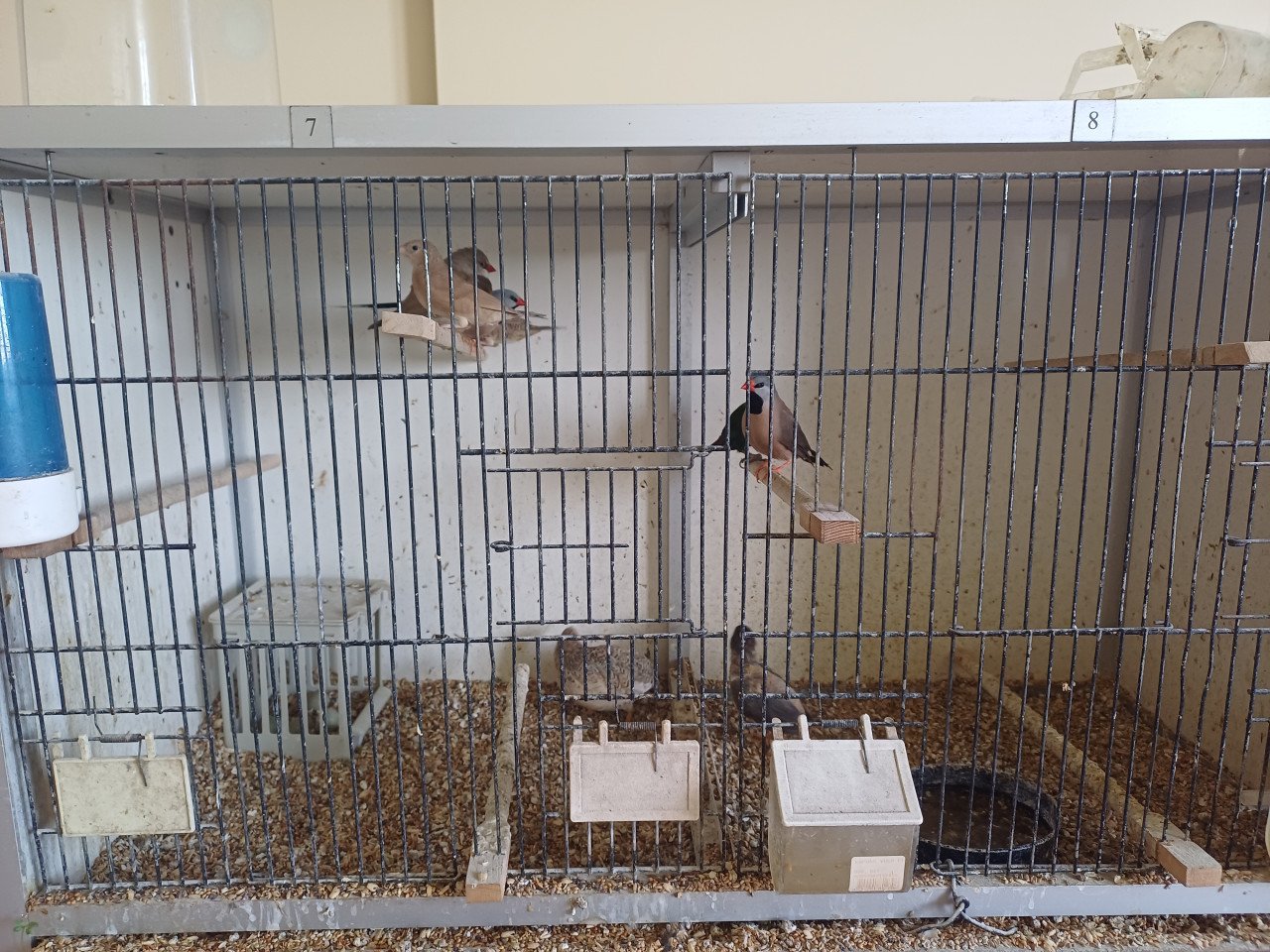 Volière vogels