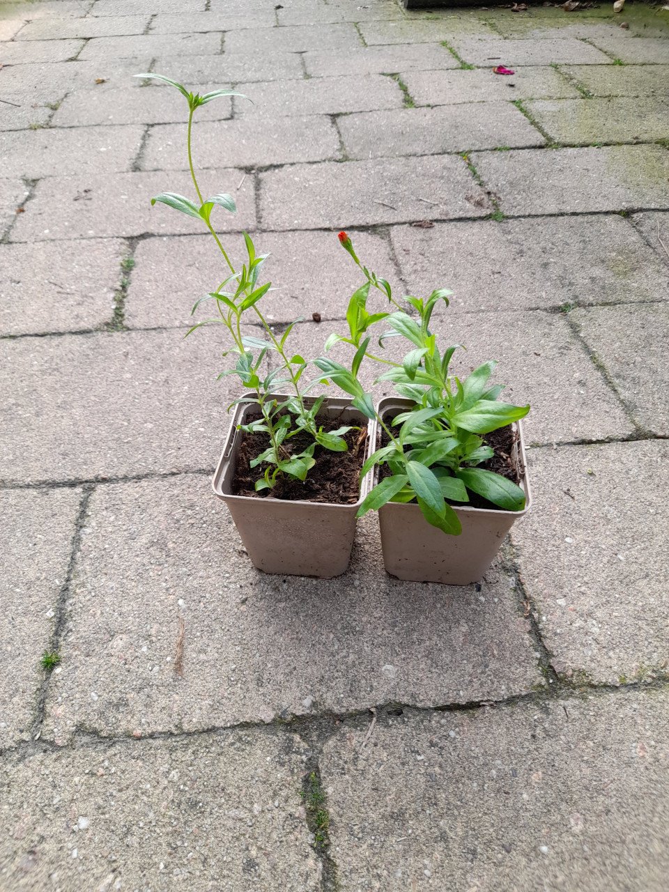 Vaste planten uit hobbykweek