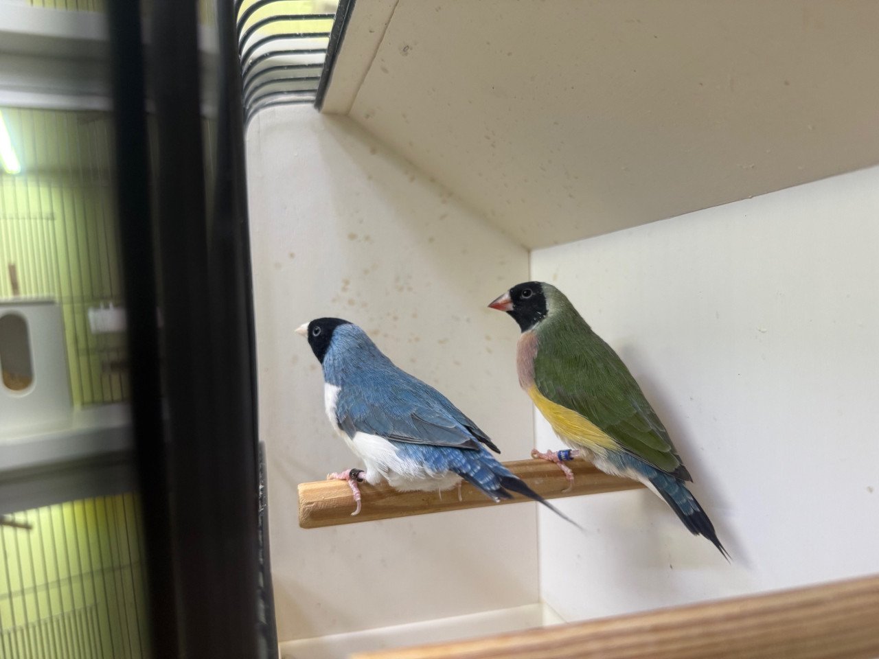 Gouldamadine koppel adv2 blauw
