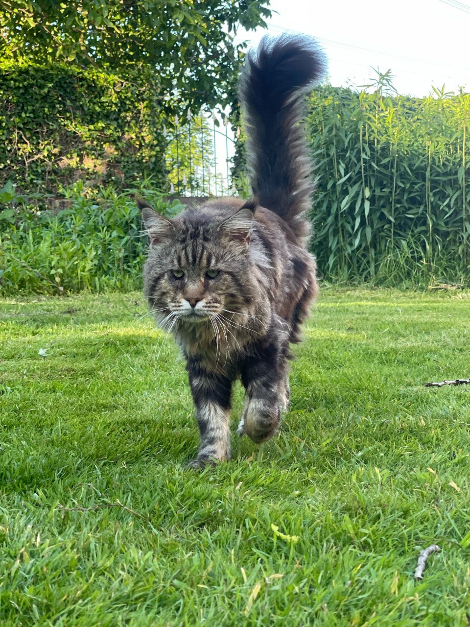 Maine coon kittens xxl