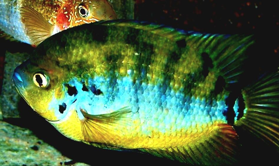 Rustige mooie vissen