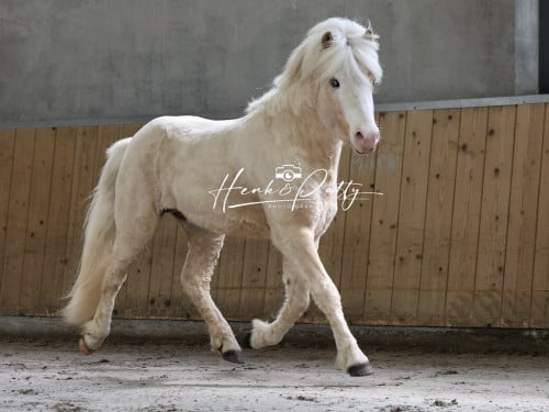 Ter dekking: palomino IJslandse hengst (draagt zilverappel)