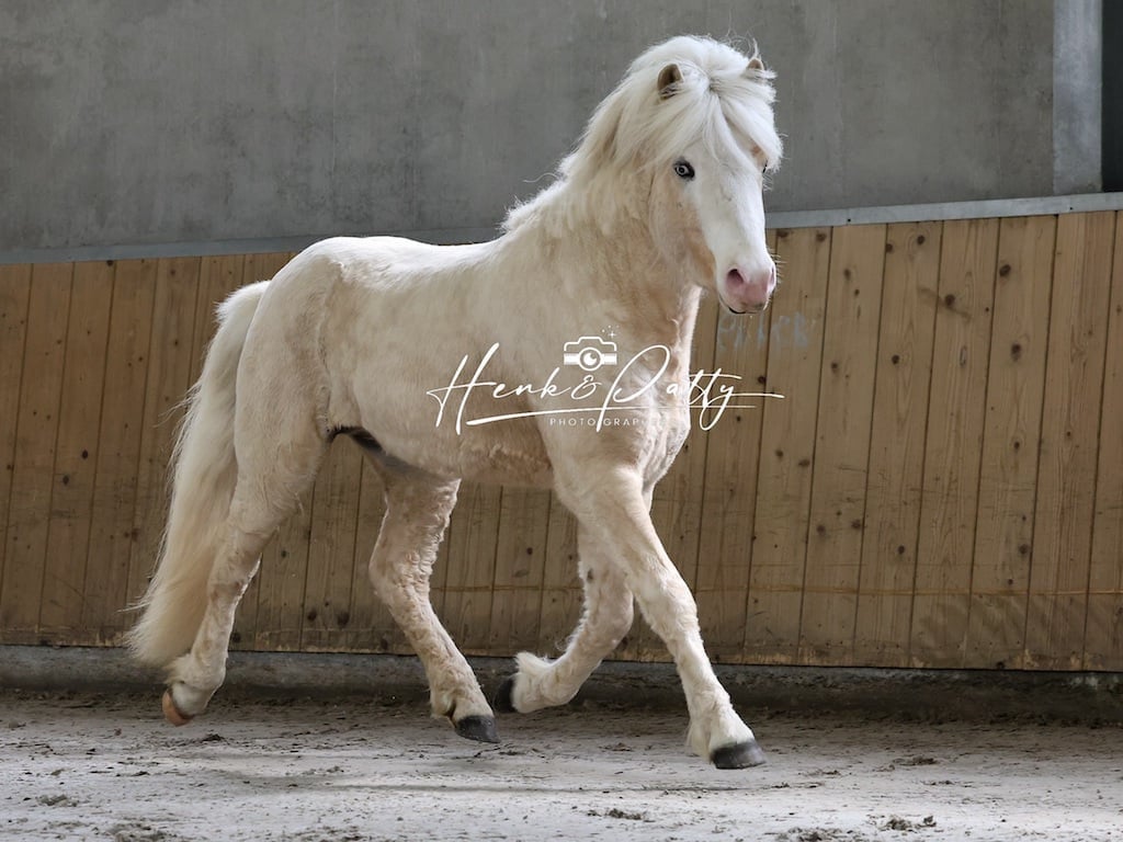 Ter dekking: palomino IJslandse hengst (draagt zilverappel)