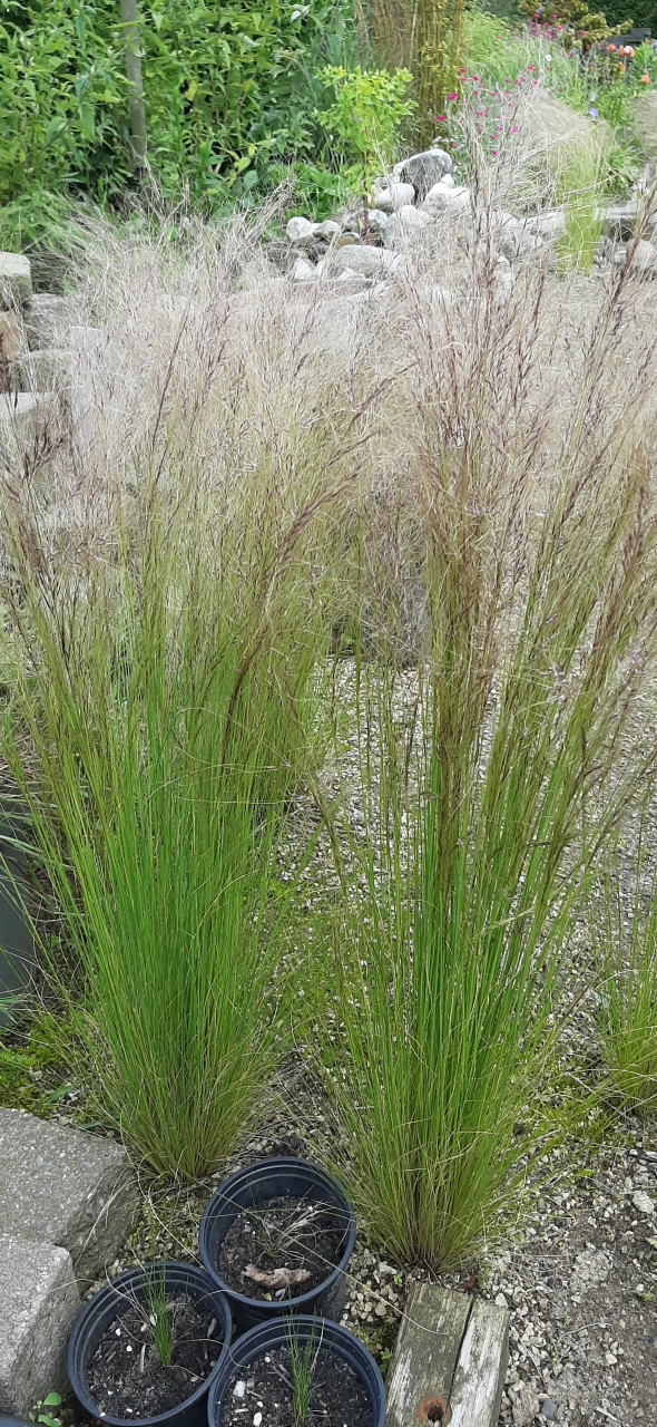 Te Koop: Siergrassen Stipa