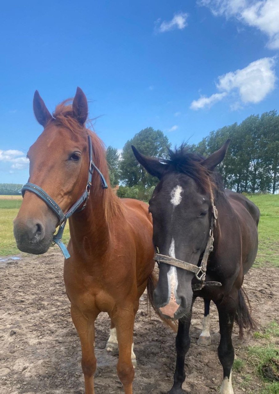 Lief en aanhankelijk paard