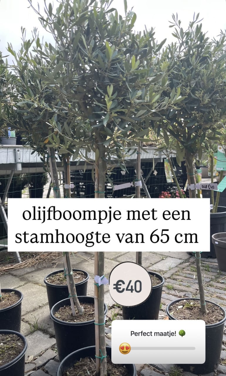 Jongere olijfboompjes diverse stamhoogtes