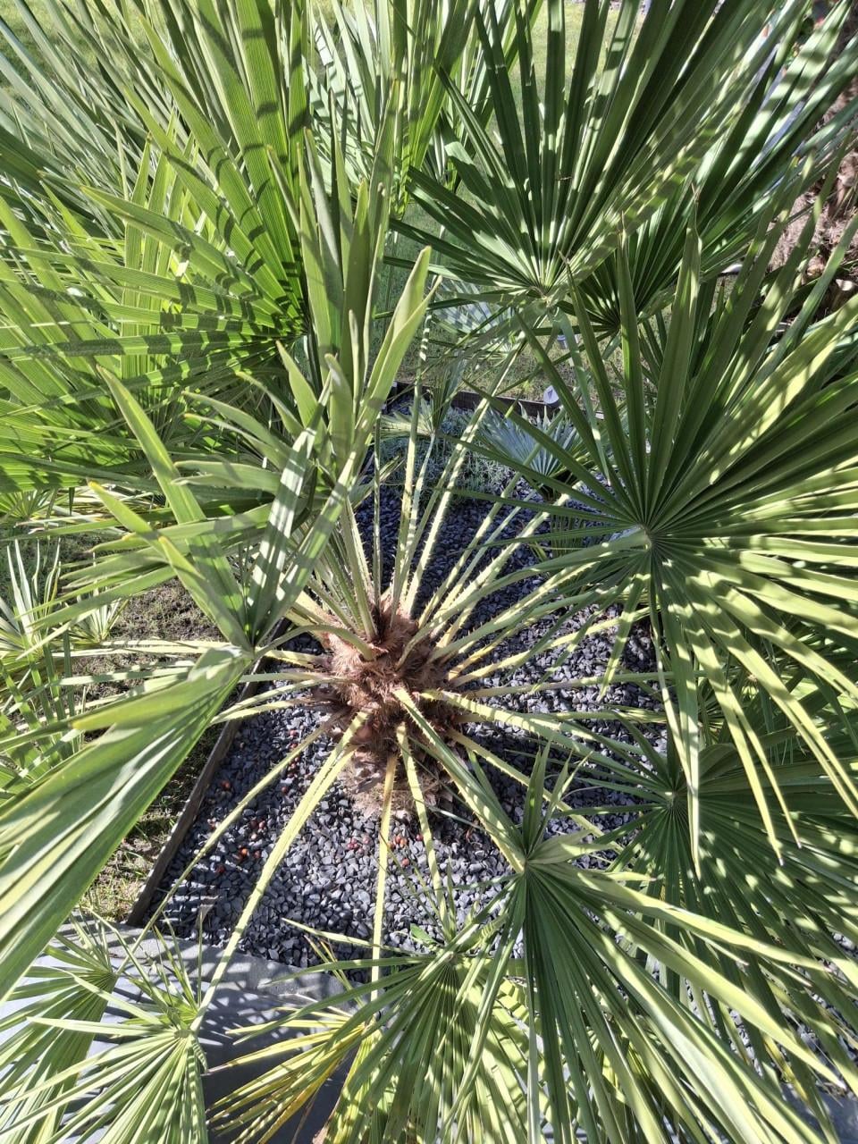 Dwergplm  (Chamaerops Humilis)