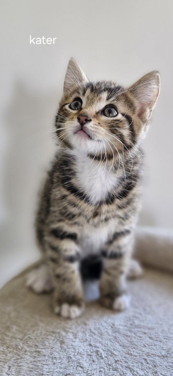 4 Kittens te koop.