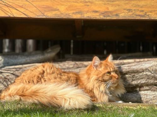 ‼️BELONING €250‼️ KATER VERMIST!