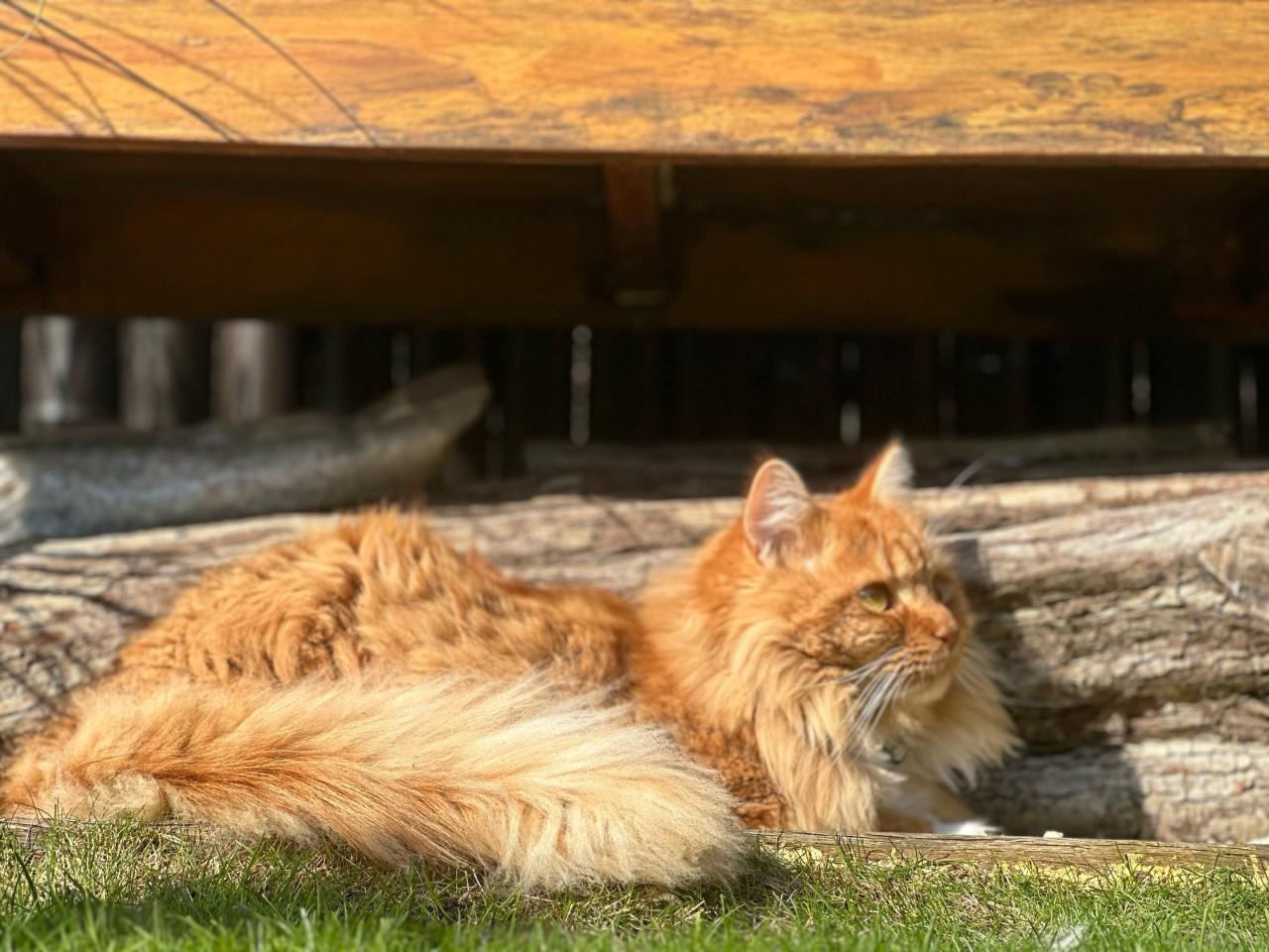 ‼️BELONING €250‼️ KATER VERMIST!