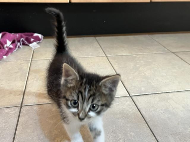 5 jonge kittens