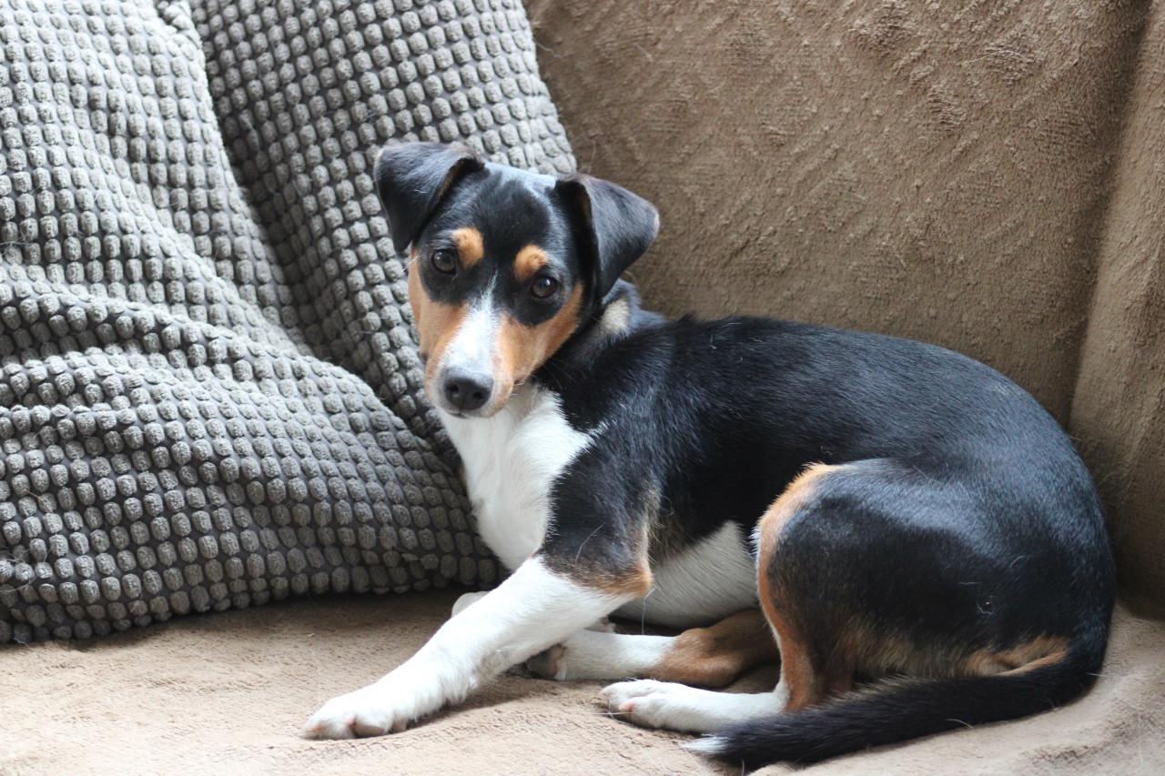 Alora Dog Rescue: Kleine Mischa, wie geeft haar een thuis?