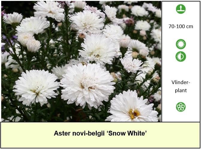Veel keuze in ons plantenkraampje, bijen,- en vlinderplanten: €1,25 p/st.