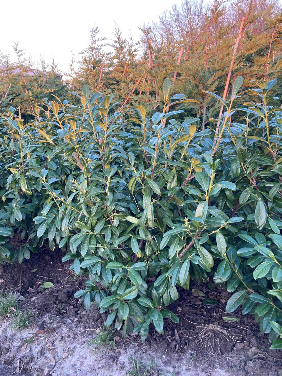 Laurierstruiken Prunus Novita/Herbergii