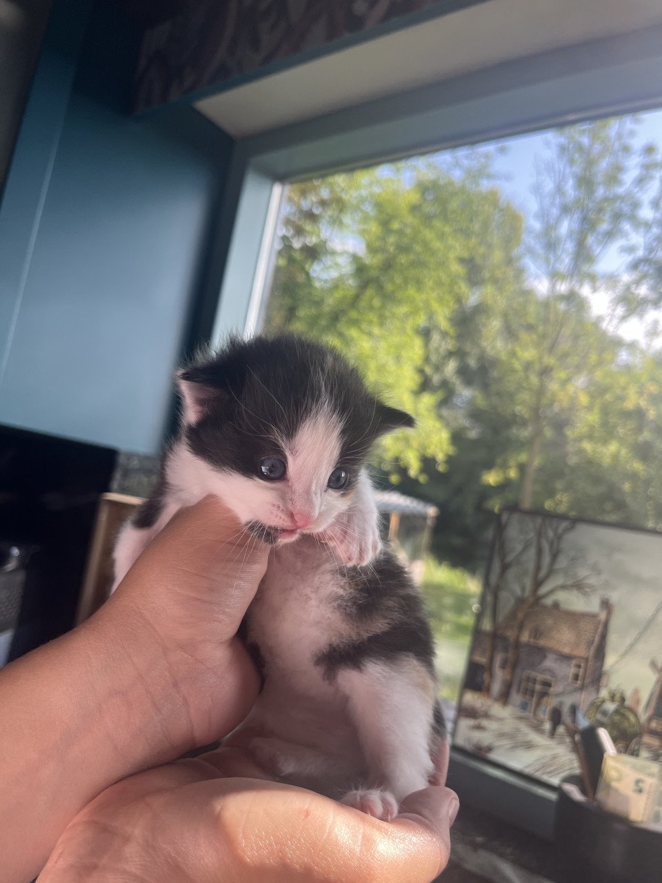 Kittens