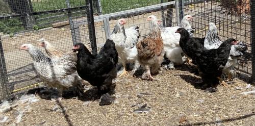 Jonge Brahma kippen