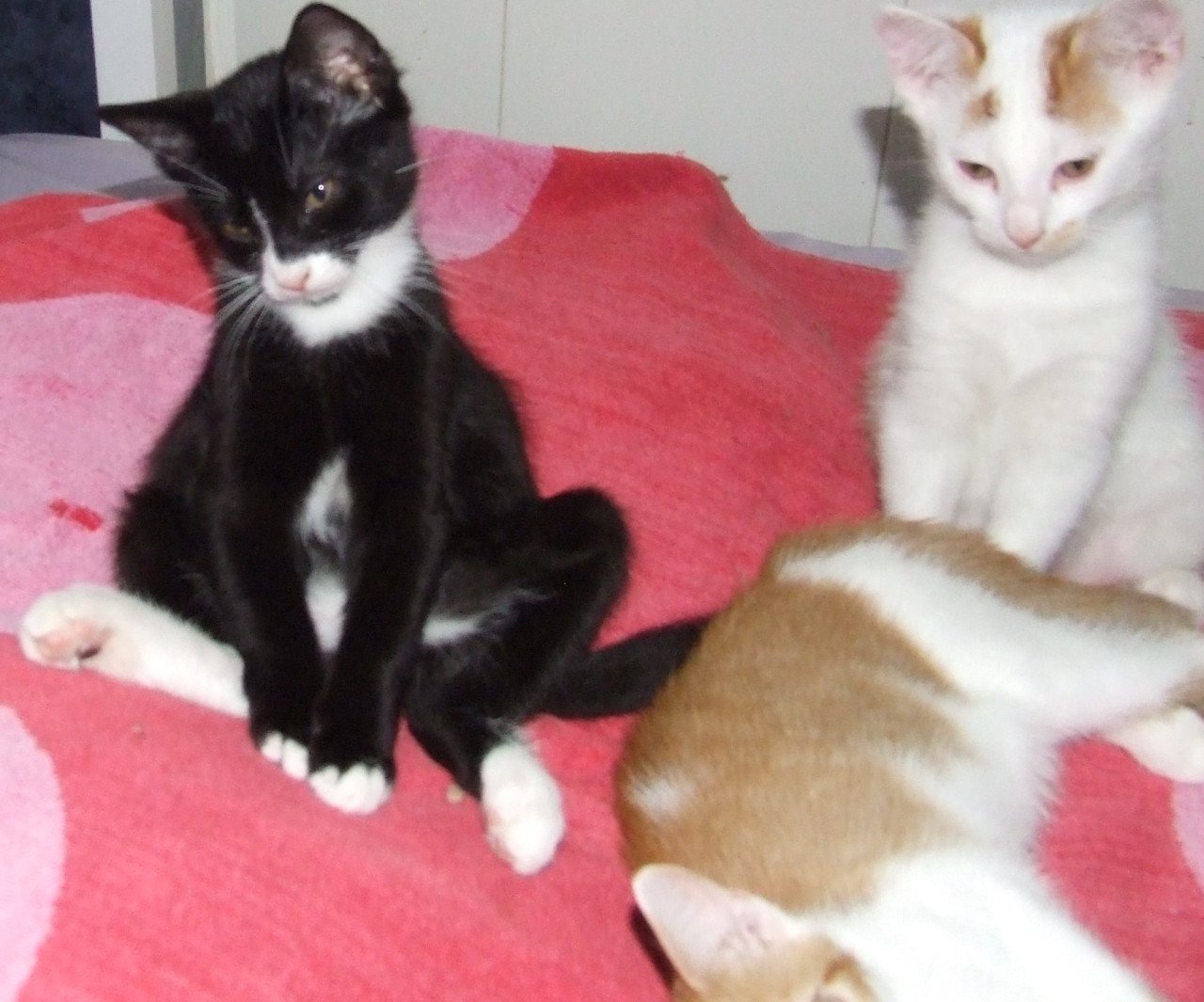 Kittens