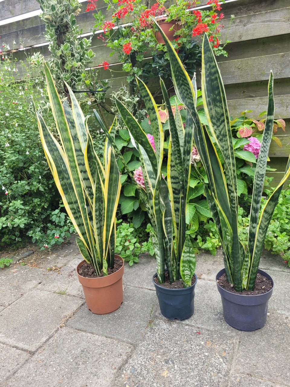 Sansevieria kamerplant
