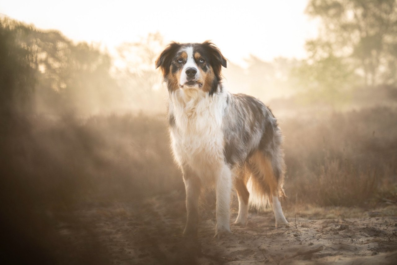 Nieuw huisje voor onze hond