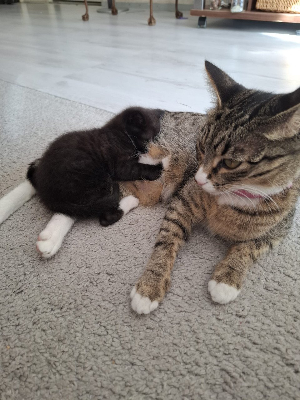 Kittens