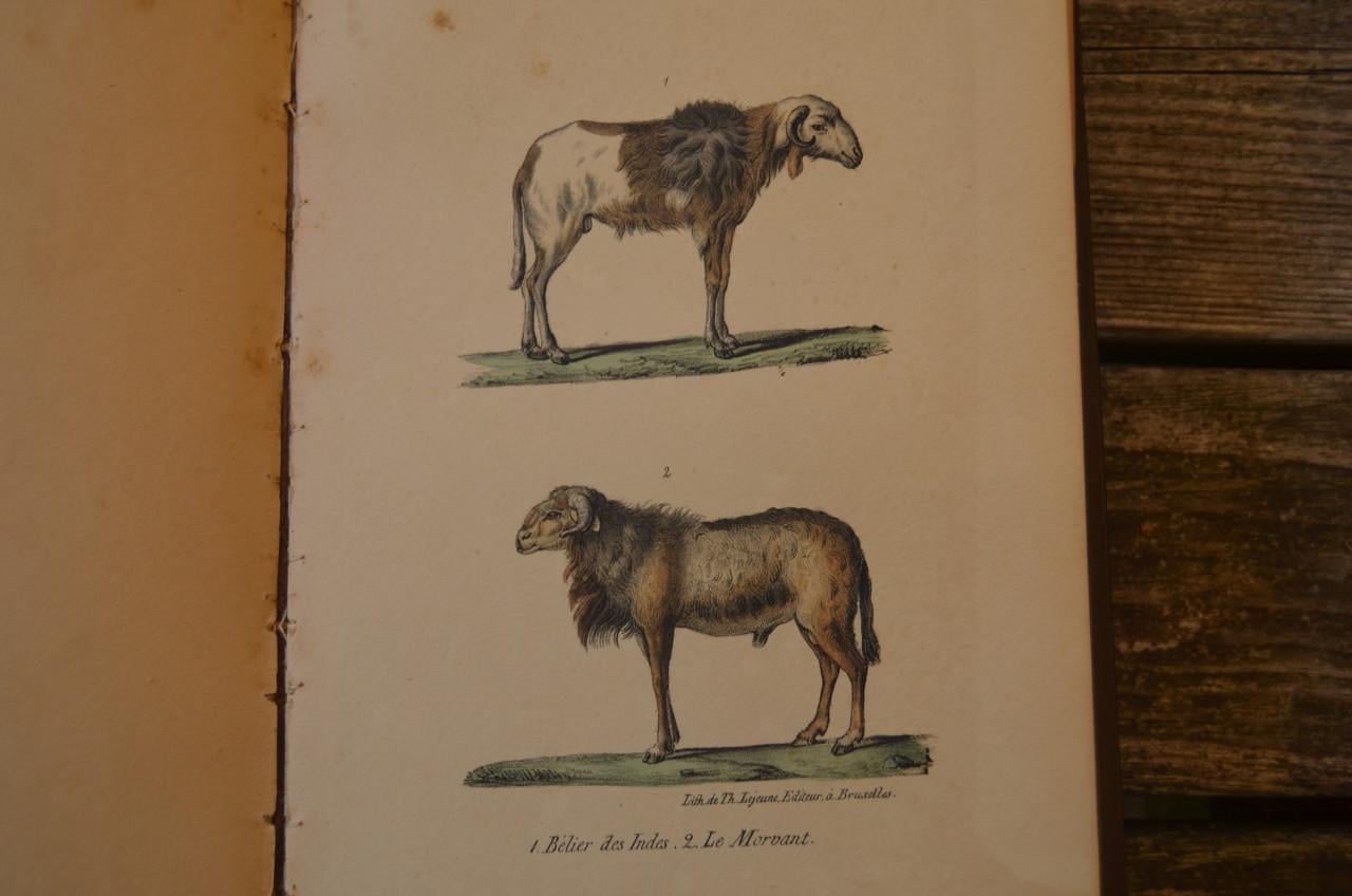 Oeuvres complet de Buffon 1833 fraai!!
