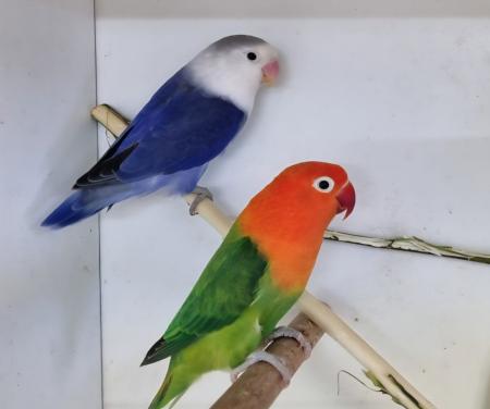 Kweekkoppel fischeries