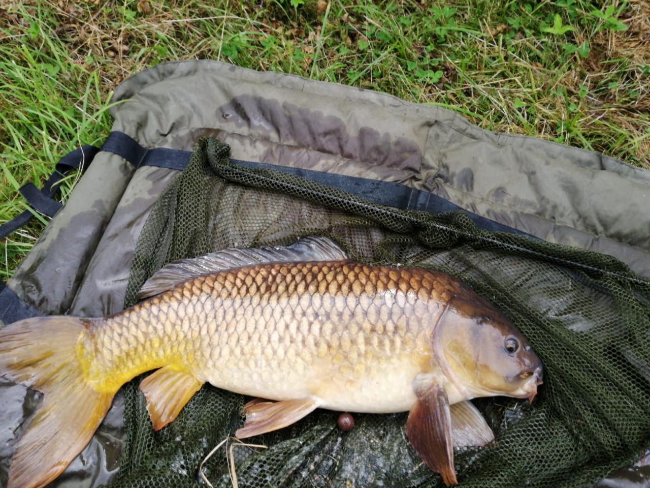 Sportvissers het vissen gaat beginnen kom om je visvergunning voor € 17,50