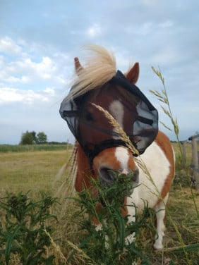 Extra aandacht voor shetland pony