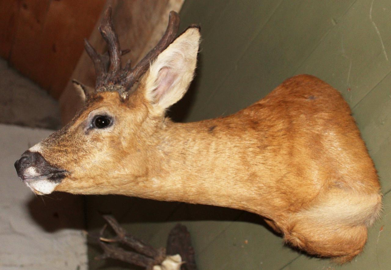 De nieuwsgierige ree