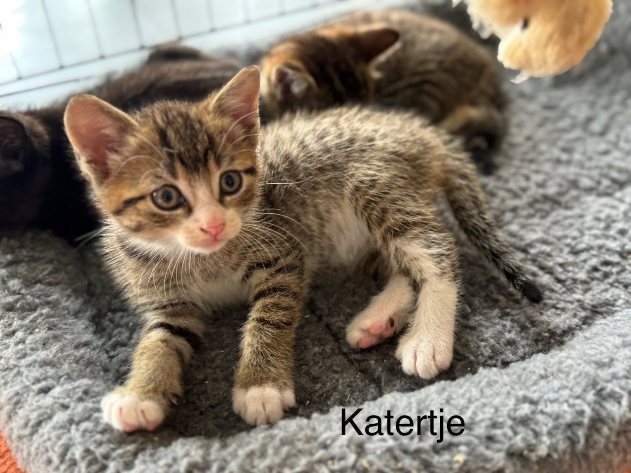 Kittens poesje en twee katertjes x bengaal