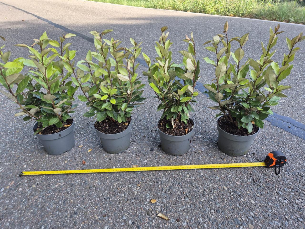 Olijfwilg compacta haagplanten