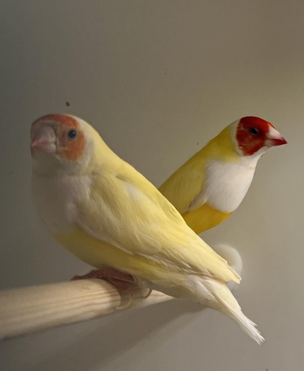 Gouldamadines