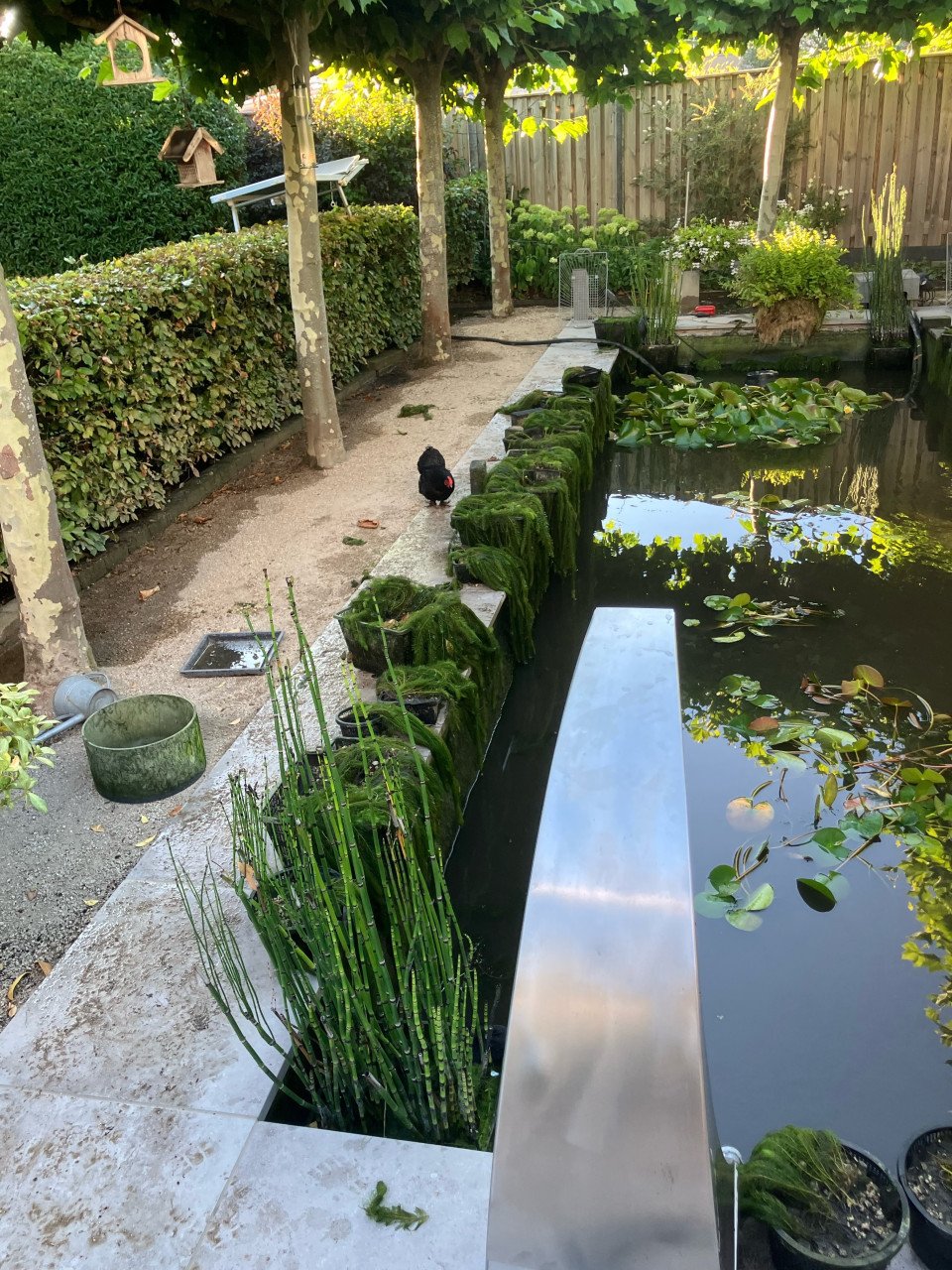Zuurstof planten voor de vijver in mandjes