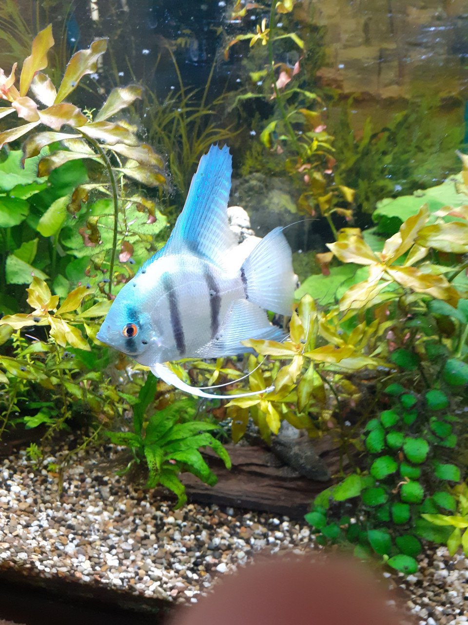 2 grote blauwe maanvissen.