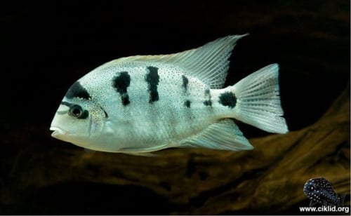 Aquariumvissen