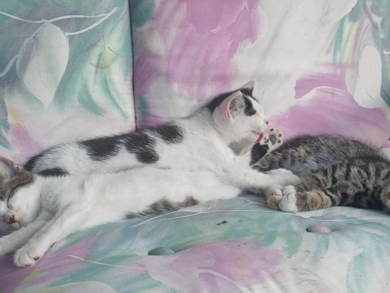 Kittens 24 april 2026