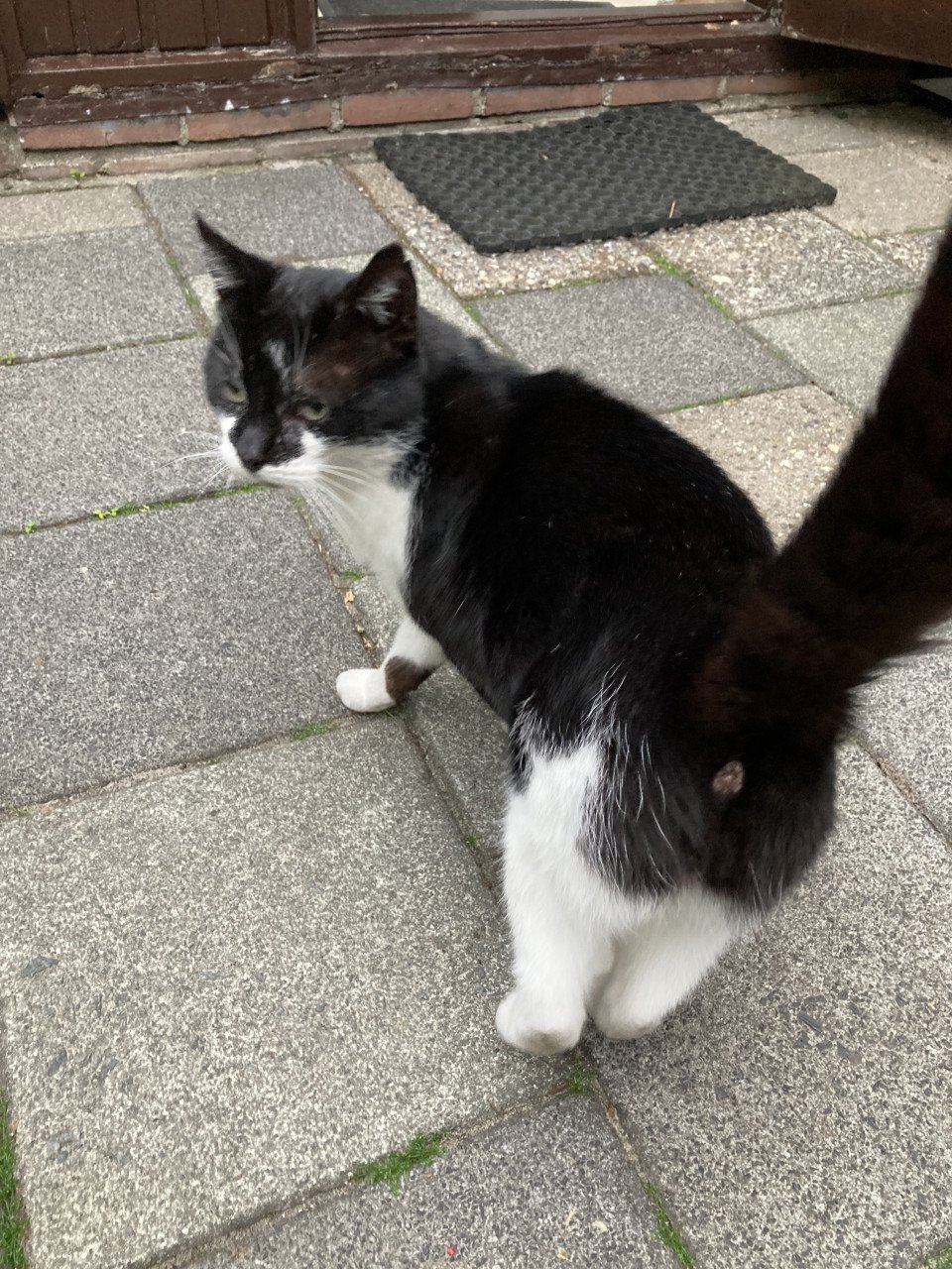 Kater Kareltje