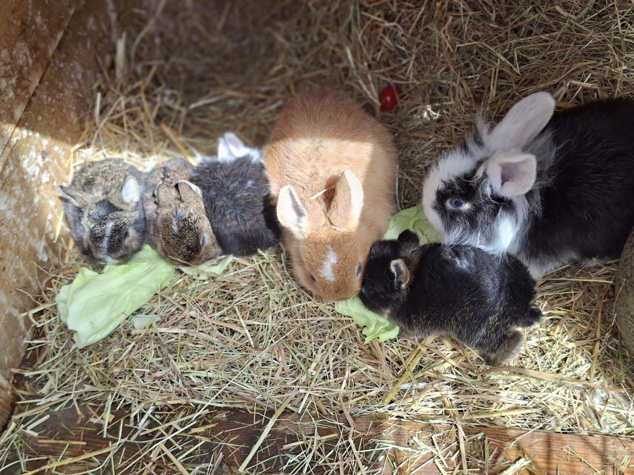 Baby konijntjes