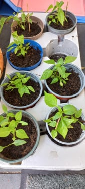 Peperplantjes