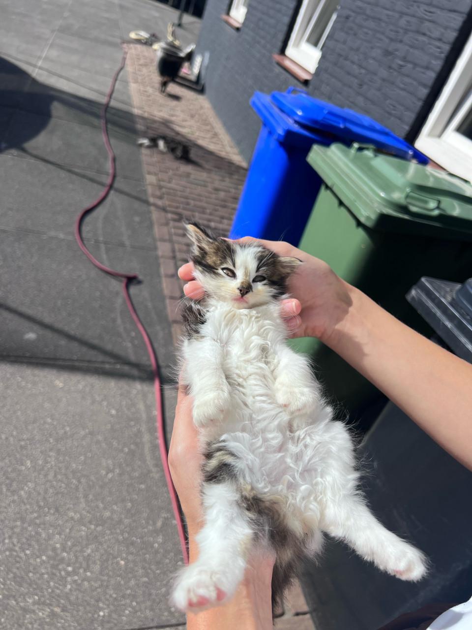 Relaxte kittens te koop