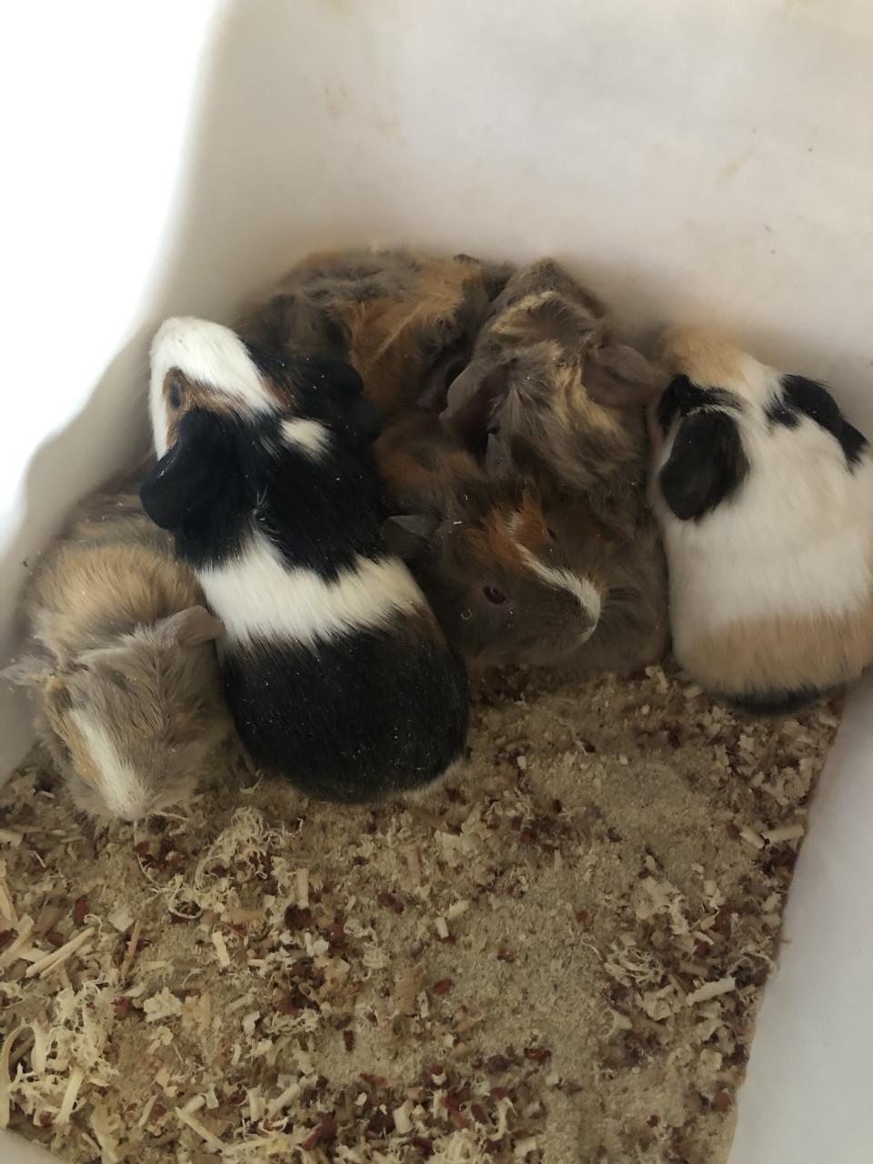 Baby cavia’s!!! Speciale kleurtjes!
