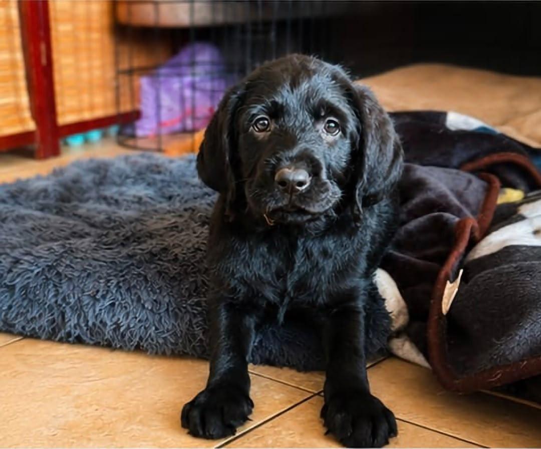 Labradoodle pups